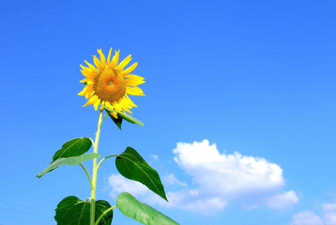 Girassóis: o fascínio das belas flores que seguem a luz do sol