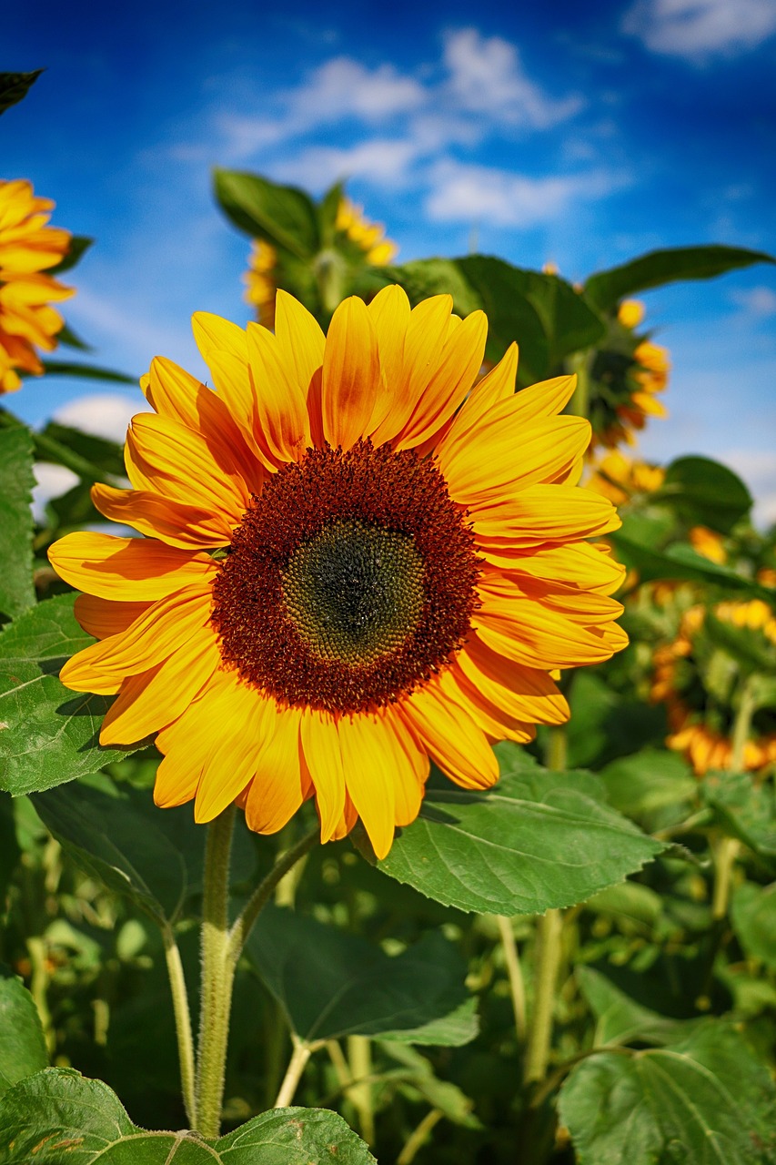 Atualmente, o girassol é cultivado em todo o planeta devido às suas diversas aplicações e possui grande importância econômica, ambiental e cultural.