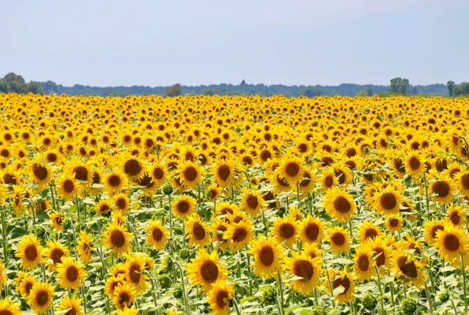 Flor que segue a luz embeleza os campos com cor vibrante e exuberância