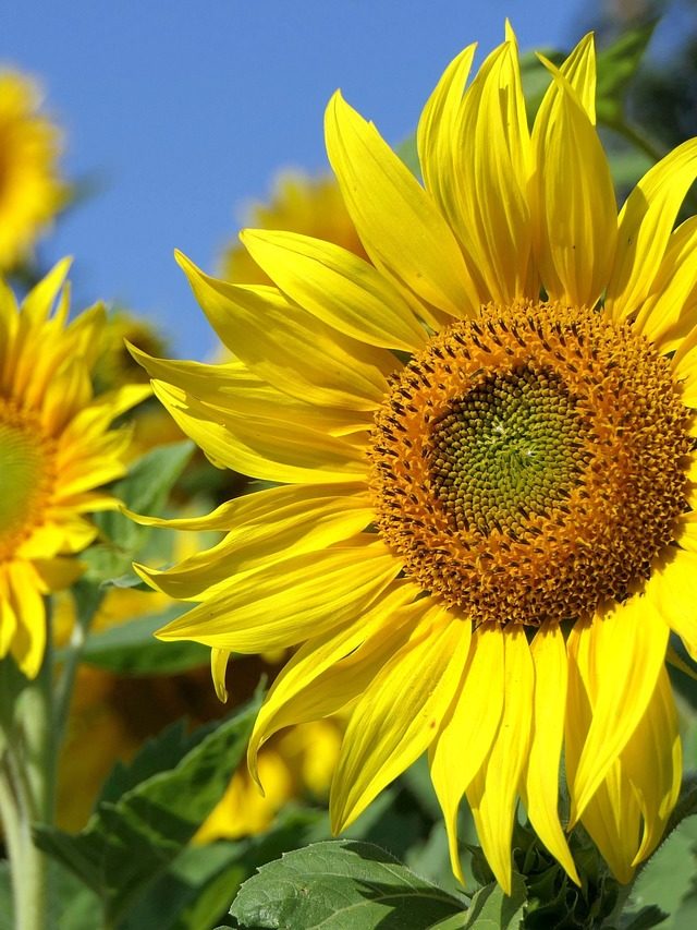 Girassol:  Flor que segue a luz embeleza pelo mundo
