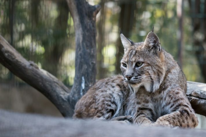 Lince-do-canadá