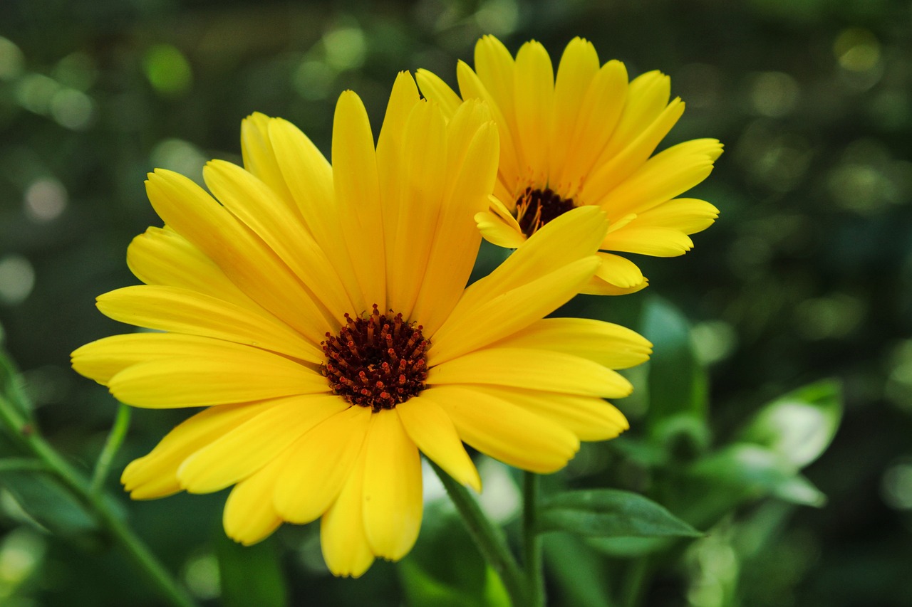 Amarelo
A cor do Sol, dos girassóis e de diversas flores é facilmente ligada à luz e à alegria. Na cromoterapia, representa otimismo, confiança, clareza mental e estímulo ao raciocínio.