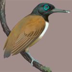 Longipteryx chaoyangensis - Aves pré-históricas - Ville Sinkkonen/Current Biology