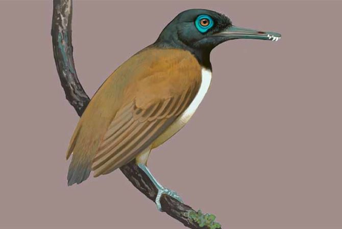 Cientistas descobrem pássaro pré-histórico que tinha dentes