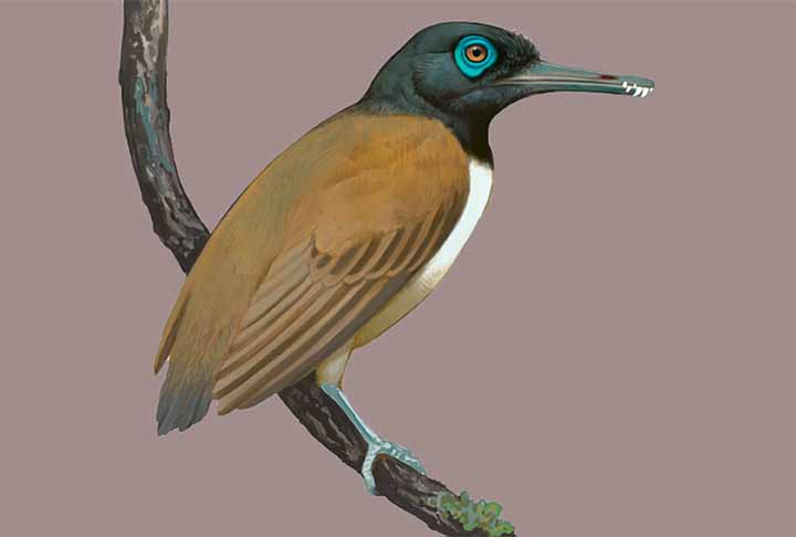 Longipteryx chaoyangensis - Aves pré-históricas - Ville Sinkkonen/Current Biology