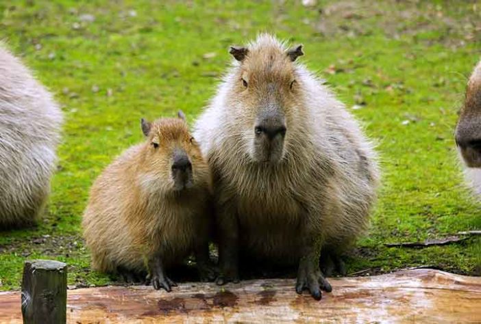 Capivara - Imagem de ericeven1 por Pixabay