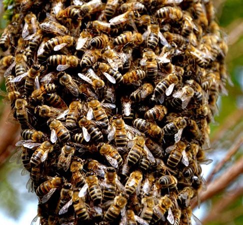 Ataques sucessivos de abelhas deixam vítimas na região Sul; um homem morreu