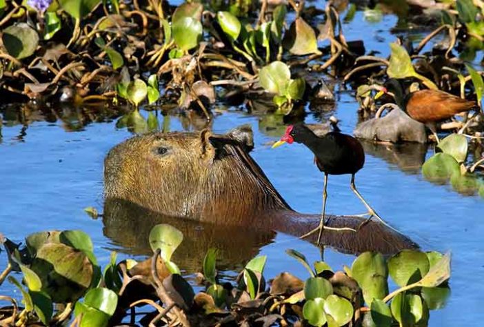 Capivara - Imagem de Denis Doukhan por Pixabay