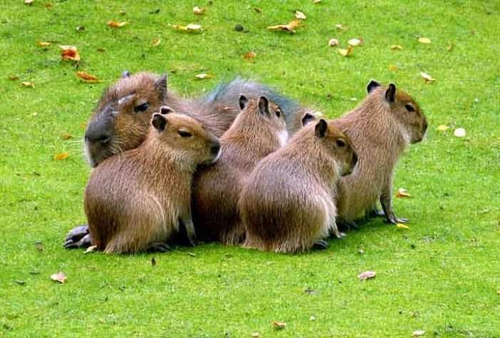 Capivara - Imagem de falco por Pixabay