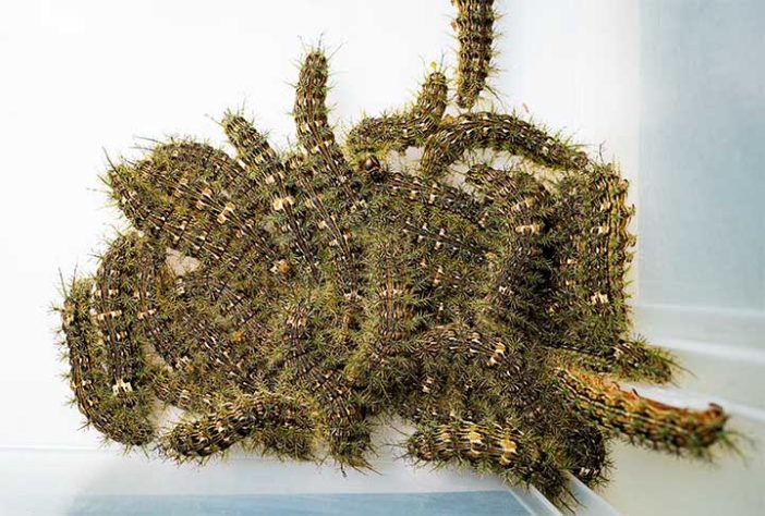 Lagartas