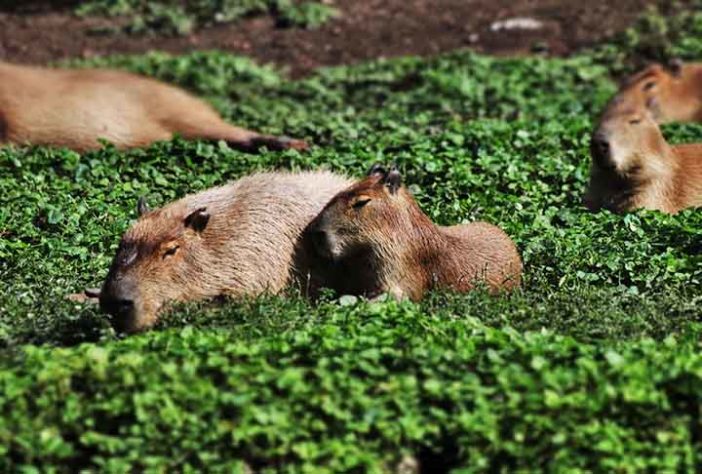 Capivara - Imagem de Ann Jessica Johnson por Pixabay
