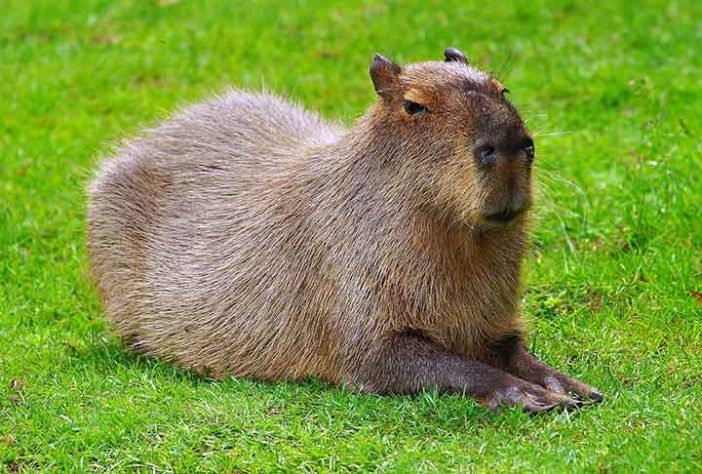 Capivara - Imagem de Karsten Paulick por Pixabay