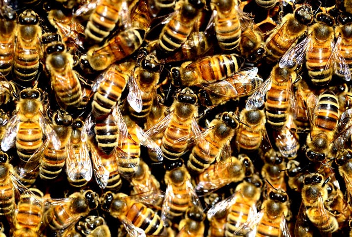 O professor alerta que mudanças climáticas podem extinguir abelhas únicas da Chapada dos Veadeiros e destaca a importância do monitoramento e preservação das espécies.