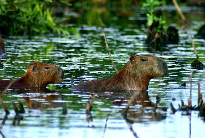 Capivara - Imagem de codigodinamico87 por Pixabay