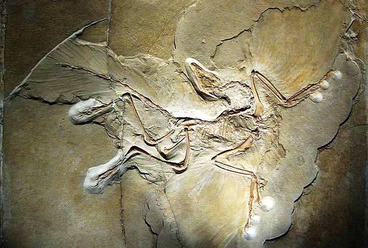 Archaeopteryx é um gênero fóssil de dinossauro terópode emplumado. Assim, a espécie-tipo é denominada Archaeopteryx lithographica e algumas vezes é referida pela palavra alemã Urvogel, que significa "primeira ave" ou "ave original". 