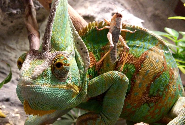 Camaleão é o nome dado aos animais pertencentes à Família Chamaeleonidae, que possuem cerca de 150 a 160 espécies diferentes. 