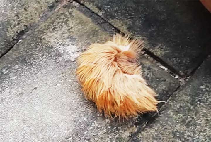 A apresentadora, então, comentou que jamais imaginou que "a taturana pudesse ser um bicho tão perigoso" e pediu para as pessoas não matarem os animais.