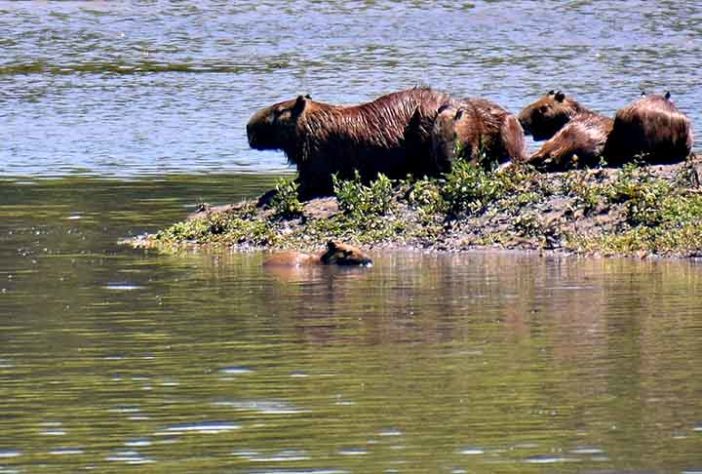 Capivara - Imagem de Carlito por Pixabay