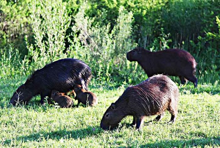 Capivara - Imagem de Elías Alarcón por Pixabay