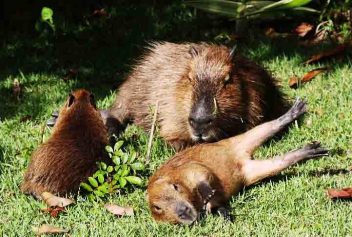 Capivara - Flickr Bianca Berenguer