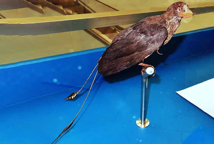 <p>Confuciusornis<br />
Viveu no período Cretáceo (cerca de 125 milhões de anos atrás).</p>
