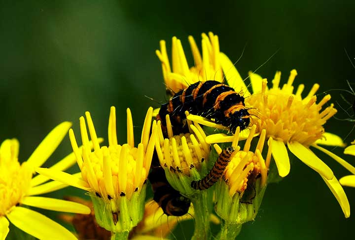 As lagartas da Mariposa Cinnabar adquirem toxicidade atravÃ©s das plantas que ingerem, geralmente a tasna ou tasneira. Podem causar dermatite urticÃ¡ria, asma atÃ³pica, coagulopatia de consumo, falÃªncia renal, e hemorragia cerebral.