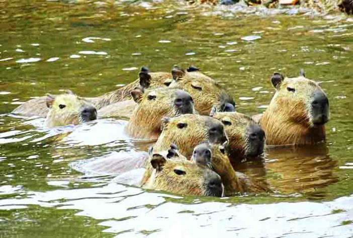 Capivara - Flickr silene andrade