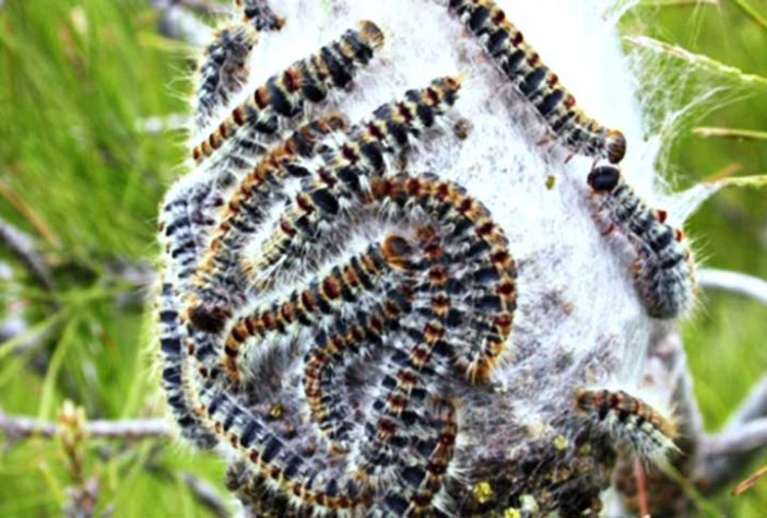 Lagartas