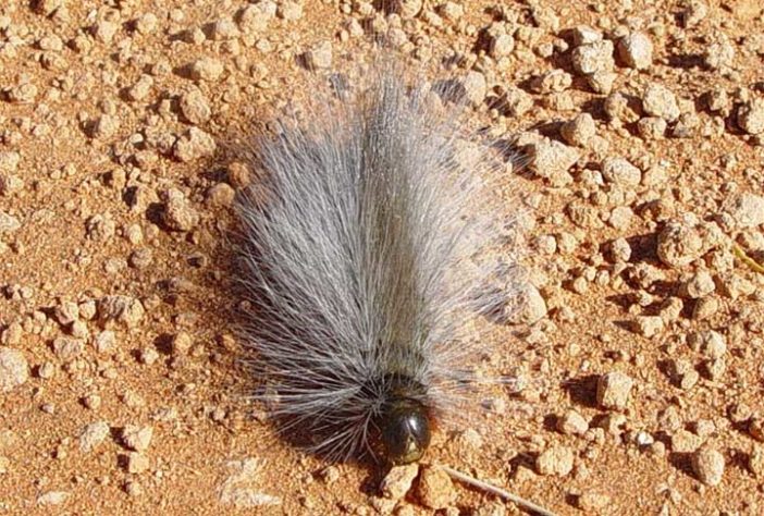 Lagartas