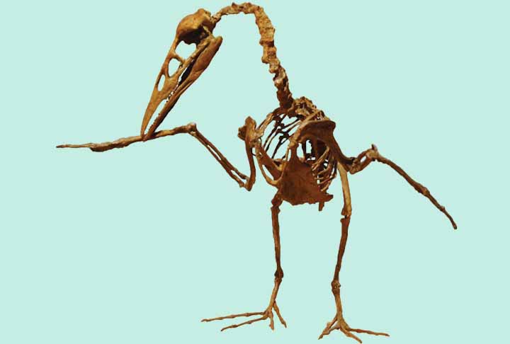 Ichthyornis Ã© um gÃªnero extinto de ornithuran dentuÃ§o, semelhante a uma ave marinha, do final do perÃ­odo CretÃ¡ceo da AmÃ©rica do Norte.