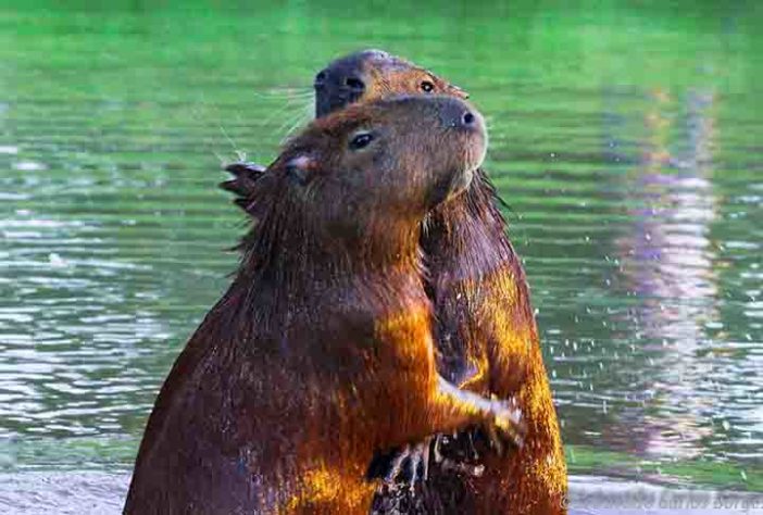 Capivara - Flickr Sebastiao Carlos Borges