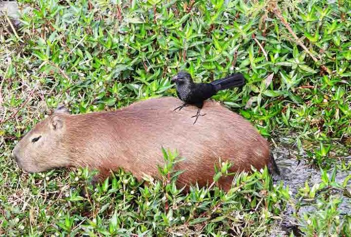 Capivara - Flickr silene andrade