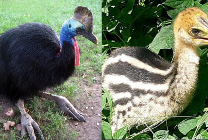 Casuar: ave é considerada a mais perigosa do mundo