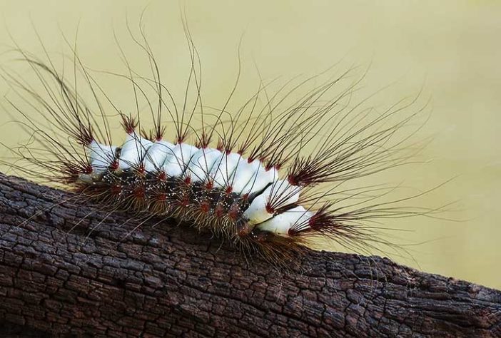 Lagartas