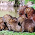 Capivara - Flickr Paula DA SILVA