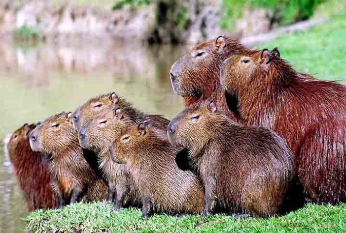 Capivara - Flickr Paula DA SILVA