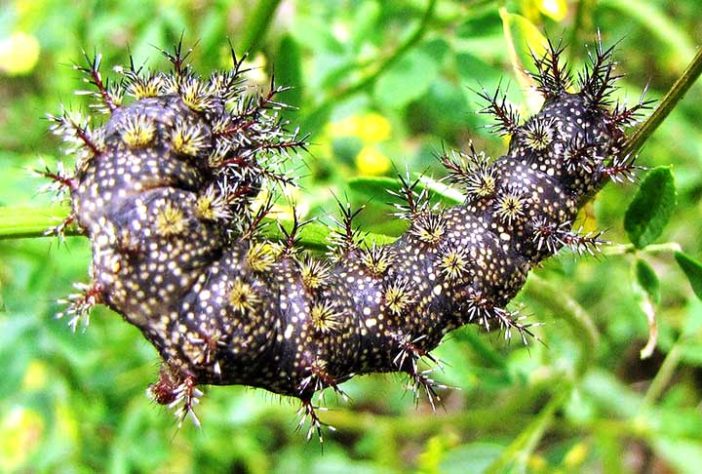 Lagartas