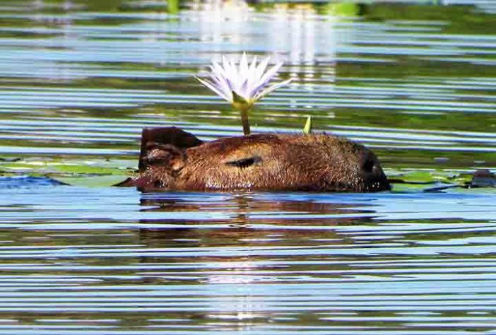 Capivara - Flickr sileneandrade