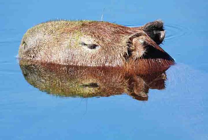 Capivara - Flickr sileneandrade