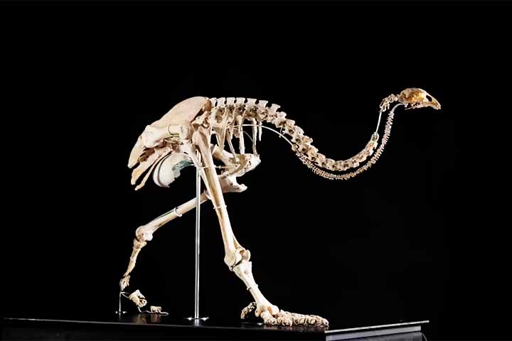 As moas sÃ£o um grupo extinto de nove espÃ©cies de aves, nÃ£o voadoras, endÃªmicas da Nova ZelÃ¢ndia. As duas maiores espÃ©cies, Dinornis robustus e Dinornis novaezelandiae, atingiam 3,6 metros de altura, com o pescoÃ§o estendido, e pesavam cerca de 230 kg. 