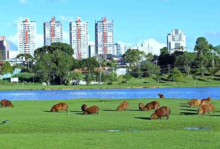 Capivara - Mario Roberto Duran Ortiz/Wikimédia Commons