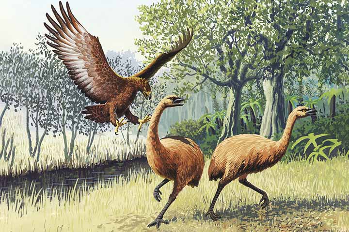 <p>Águias possuem garras poderosas e são capazes de capturar presas grandes, como mamíferos. Gaviões, em contrapartida, caçam aves menores, répteis e pequenos roedores, demonstrando agilidade e precisão.</p>
