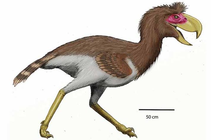 Aves pré-históricas