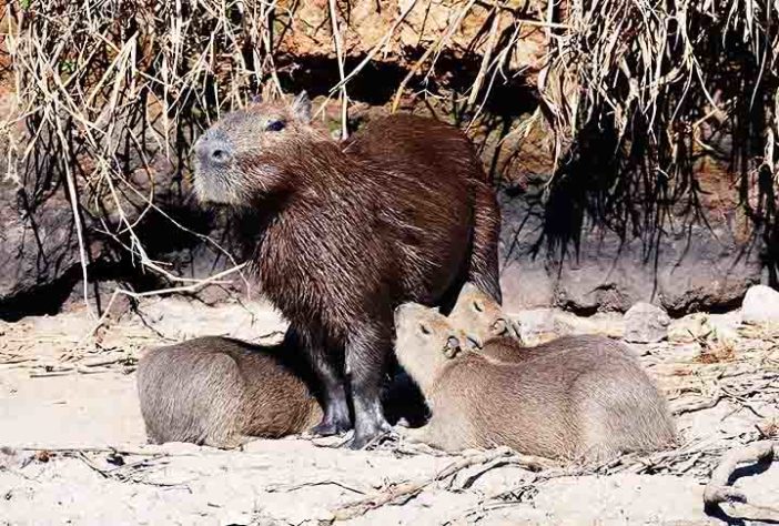 Capivara - Bernard DUPONT/Wikimédia Commons
