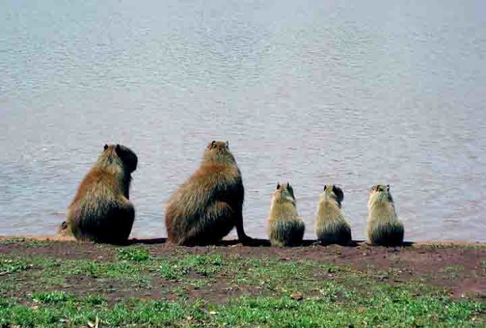 Capivara - Flickr Miriamala