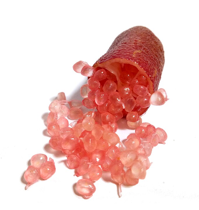 As cores do limão caviar variam do verde, amarelo e rosa até tons de vermelho, laranja e roxo. Ele também é vendido em pequenas porções, mas, ainda assim, custa bem caro. Algumas lojas e mercados especializados chegam a vender esse limão por preços que variam de R$ 50 a R$ 100 por 100 gramas. - Ivar the Boneful  wikimedia commons