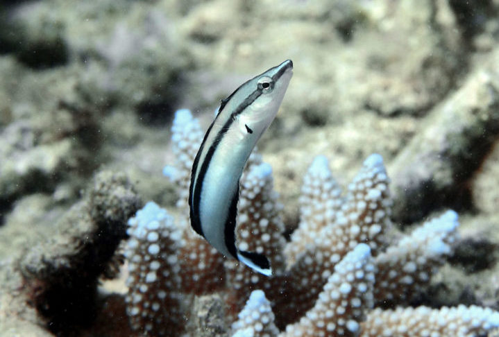 A pesquisa é importante pois desafia a compreensão tradicional sobre a inteligência animal e sugere que a autoconsciência pode não ser uma característica exclusiva dos seres humanos. 