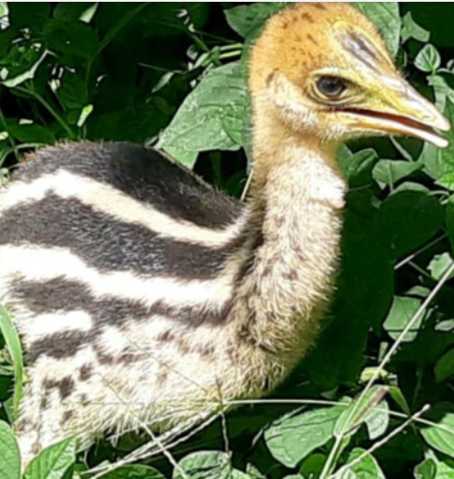 O casuar, nativo da Austrália e da Nova Guiné, é frequentemente citado entre as aves mais perigosas do mundo. A perda de habitat ameaça algumas de suas populações e motiva iniciativas de conservação. Em 2024, o nascimento de um casuar-do-sul no Birdland, no Reino Unido, foi celebrado após 25 anos de tentativas de reprodução da espécie no parque. - 