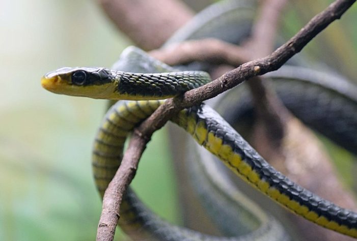 Cobra-cipó