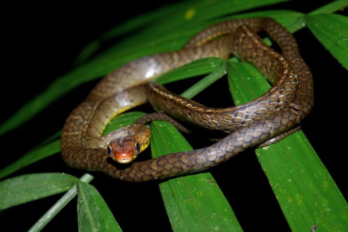 Cobra-cipó